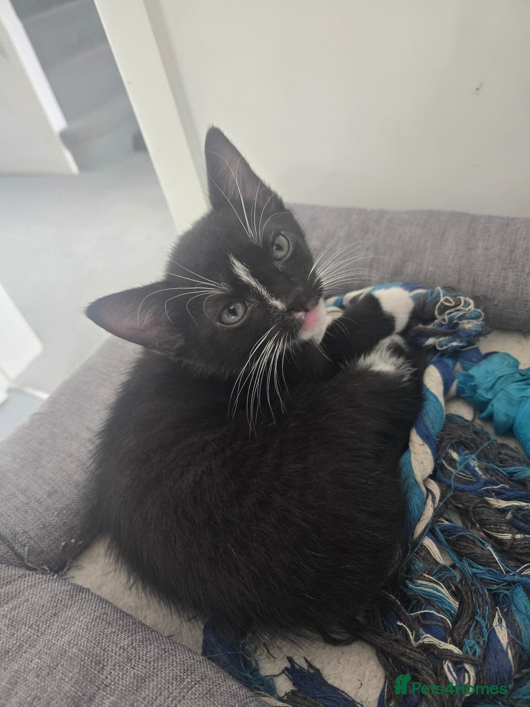 Mixed Breed cats for sale: Kittens  - Image 2