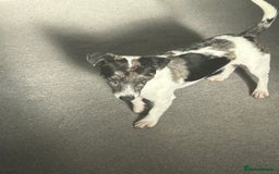 Jack Russell dogs for sale: Beautiful Blue Merle Tricolour Male - 3 years old - Image 3
