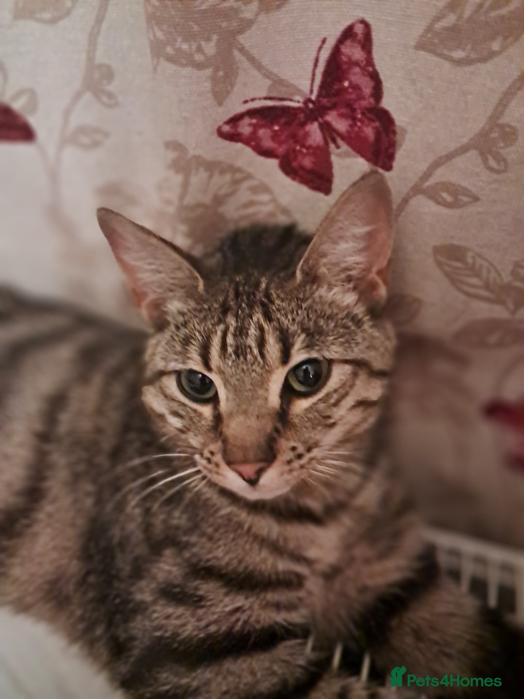 Domestic Shorthair cats for sale: 2 BEAUTIFUL FEMALE CATS - Advert 4