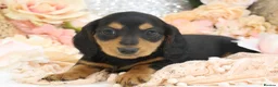 Miniature Dachshund dogs for sale: KC Miniature Dachshund Longhair Puppies - Advert 17
