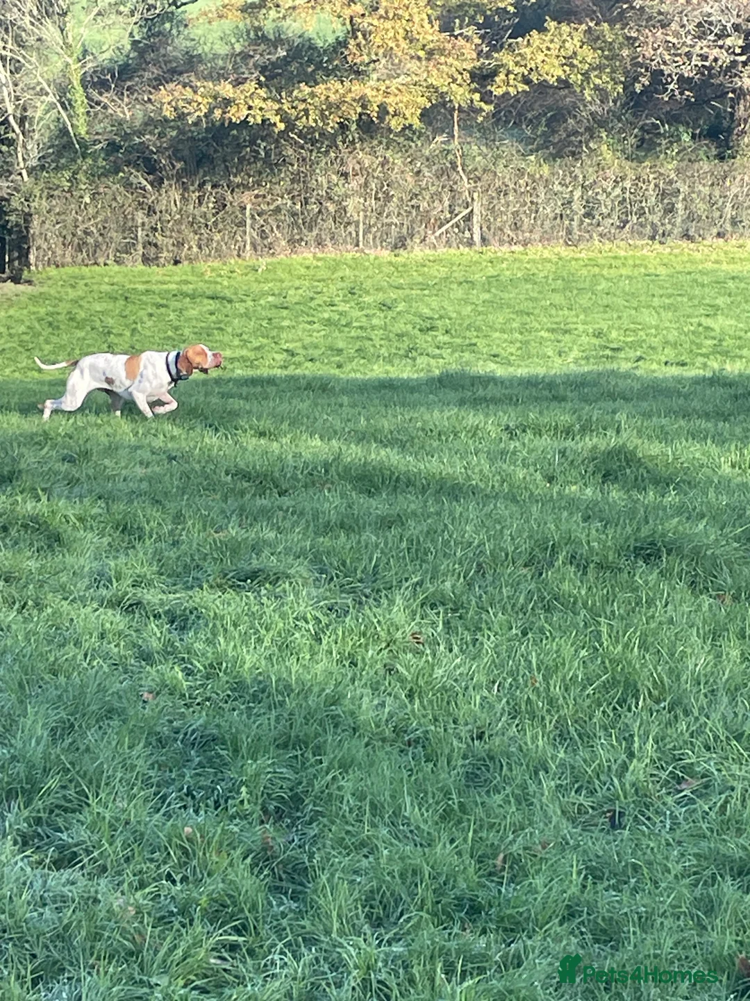 Pointer dogs for sale: English pointers - Advert 9