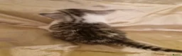 Mixed Breed cats for sale: British Short Hair x domestic  - Advert 3