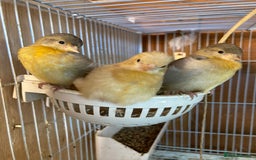 Finches birds for sale: RED SISKINS MUTATIONS  - Image 7