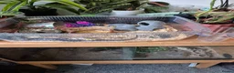 Corn Snake reptiles for sale: Corn snake 5 years old - Advert 5