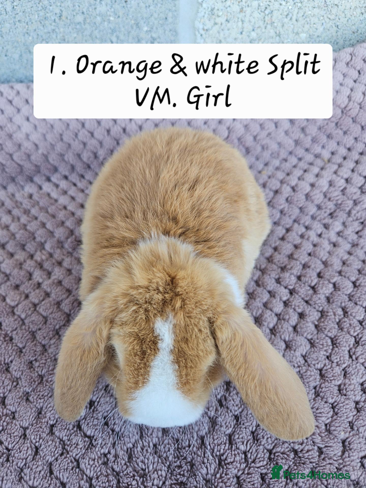 Mini Lop rabbits 🩷Ad 1 Purebred mini plush lops🩵🧸 - Advert 2