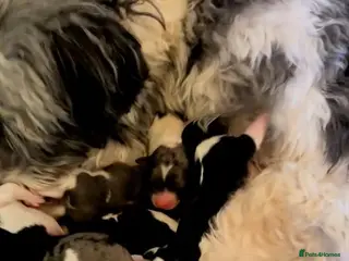 Yorkshire Terrier dogs ✨ Stunning Biewer & Merle Yorkies – Ready Apr 25 ✨ - Advert 1