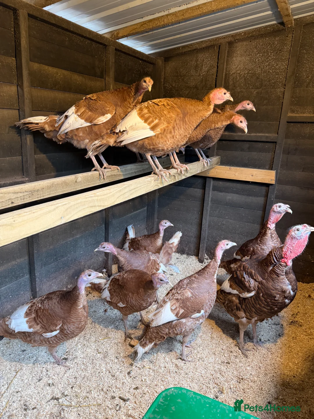 Turkeys poultry for sale: Bourbon Red & Broze Turkey Poults  - Advert 2