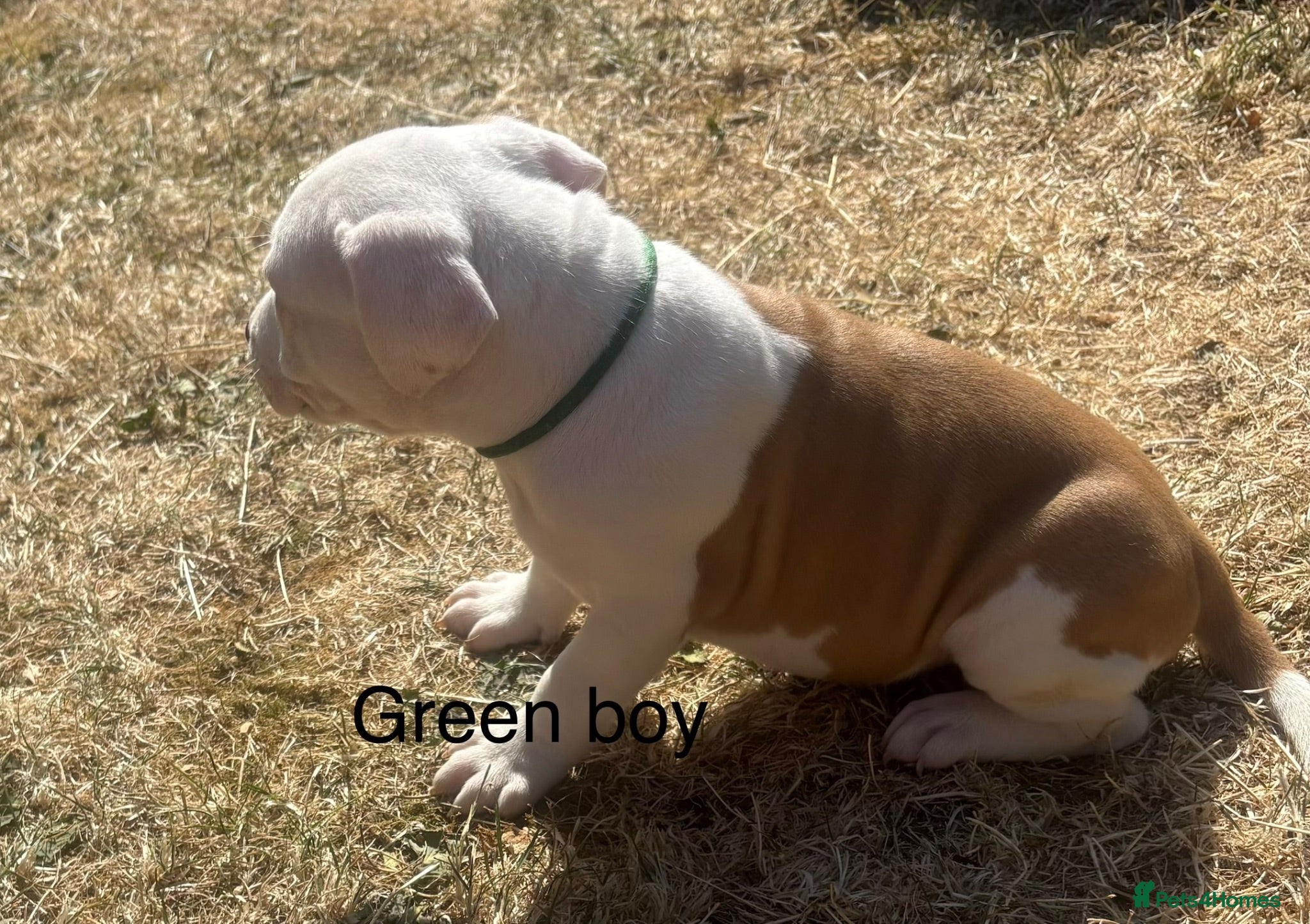 Staffordshire Bull Terrier dogs **ready to go** - Advert 2
