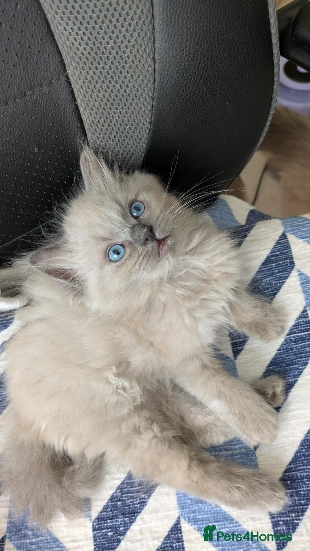 Ragdoll cats TICA Ragdoll Kittens – Mink & Traditional - Advert 1