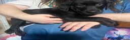 Labrador Retriever dogs for sale: LABRADOR PUPPY FOR SALE - Advert 4