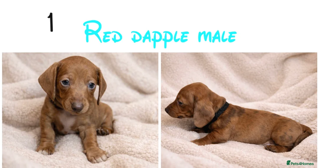 Miniature Dachshund dogs for sale: Miniature dachshund puppies - Advert 2
