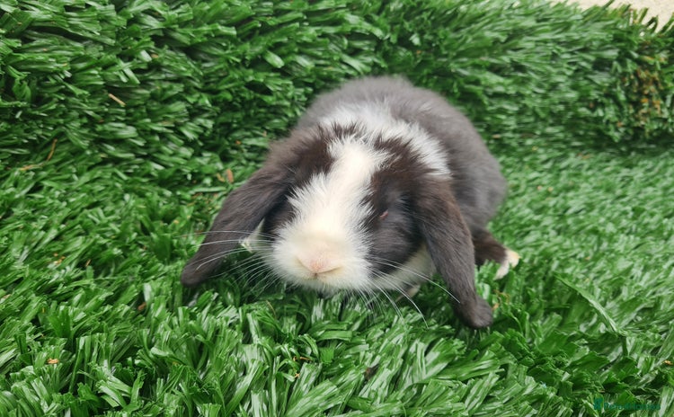 Mini Lop rabbits - Advert 2