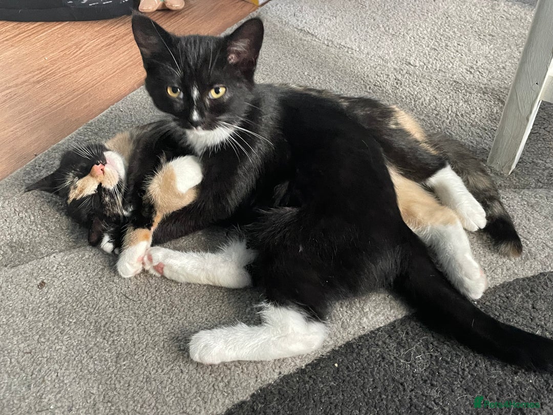 Mixed Breed cats for sale: Two mixed breed kittens - Advert 6