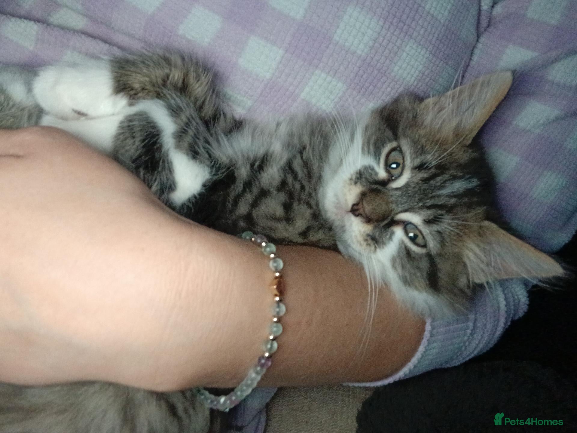 Mixed Breed cats Fluff ball  - Advert 3