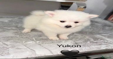 Japanese Spitz dogs - Advert 9