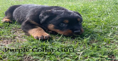 Rottweiler dogs - Advert 1