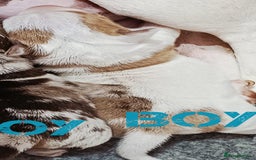 Jack Russell dogs for sale: Stunning Rare Colour Merle Jack Russell Puppies - Image 10