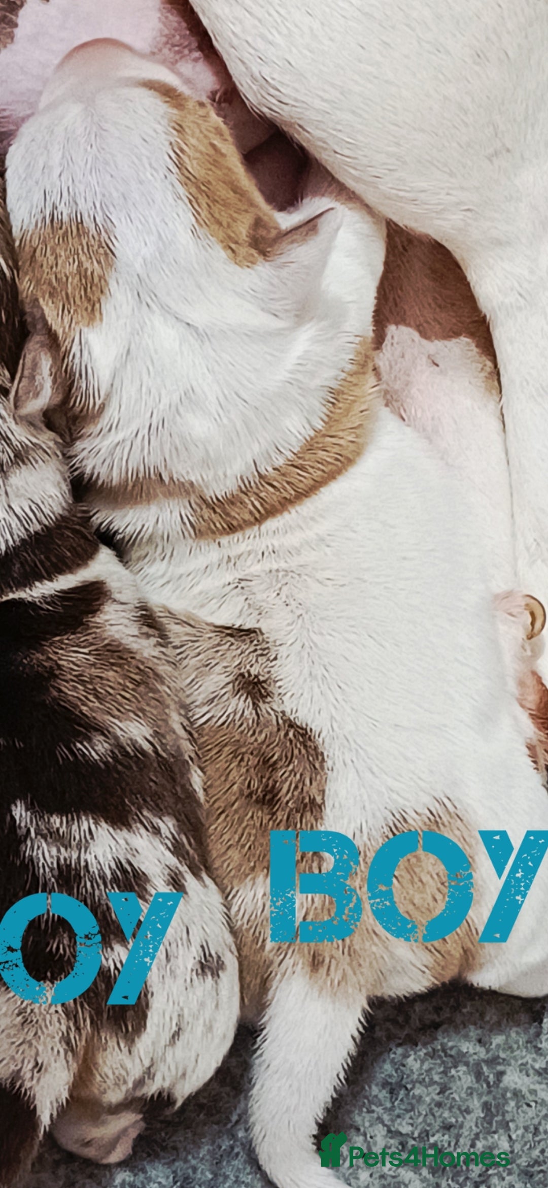 Jack Russell dogs for sale: Stunning Rare Colour Merle Jack Russell Puppies - Image 10