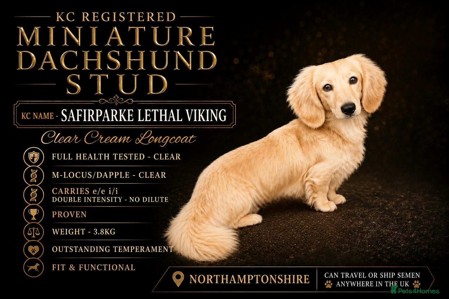 Miniature Dachshund dogs KC Miniature Dachshund Stud - Advert 18