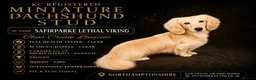 Miniature Dachshund dogs for stud: KC Miniature Dachshund Stud - Advert 1