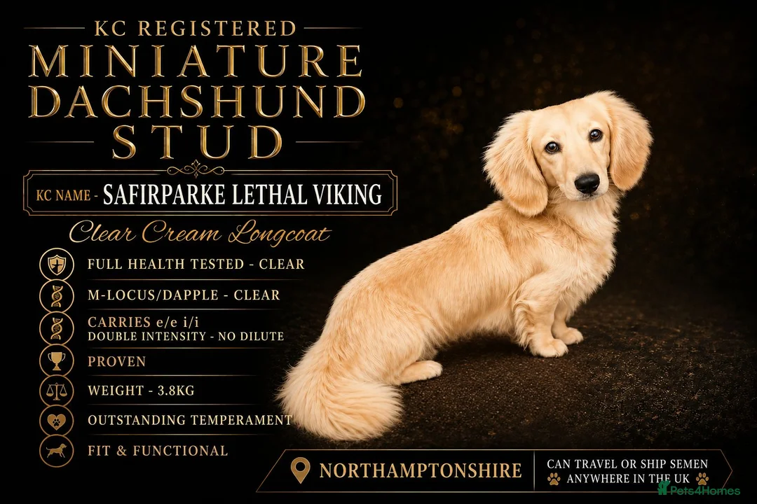 Miniature Dachshund dogs for stud: KC Miniature Dachshund Stud - Advert 1