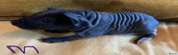 Guinea Pig rodents for sale: Skinny pig pups. Boys only  - Advert 4
