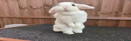 Mini Lop rabbits for sale: Beautiful Blue Eyed Sisters in March - Advert 1