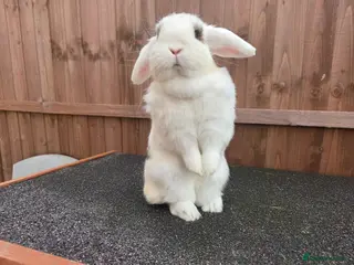Mini Lop rabbits Beautiful Blue Eyed Sisters - Advert 2