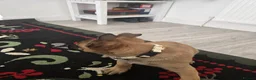 Belgian Shepherd Dog dogs for sale: 5 Belgian Shepherd Malinois Puppies - Advert 6