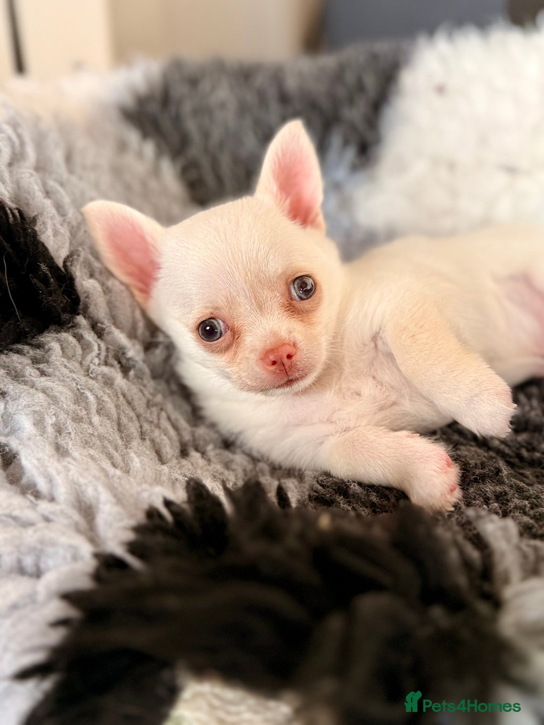 Chihuahua dogs for sale: XS Chocolate and Tan wrapped in Cream Boy  - Image 1