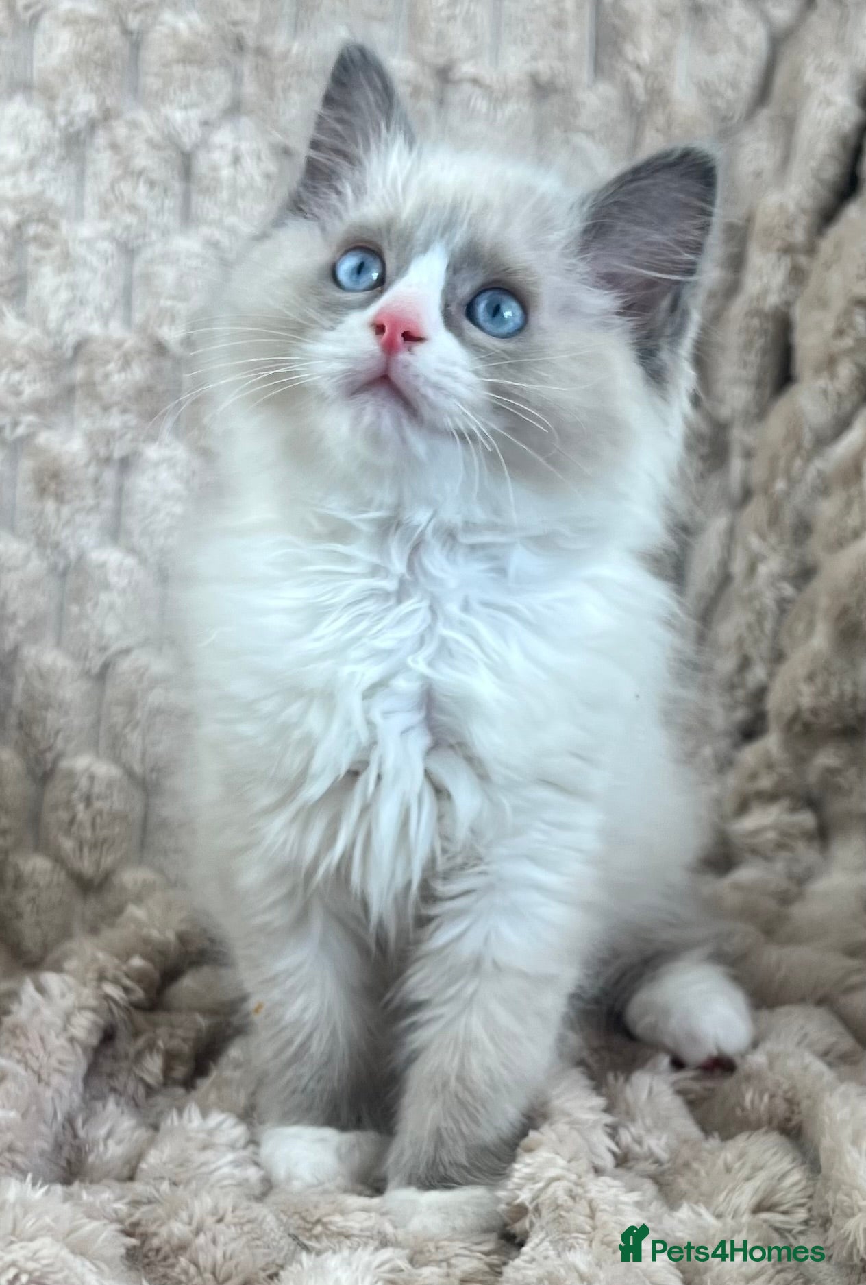 Ragdoll cats 2 Sweet Ragdoll Boys Looking for Loving Families  - Advert 2