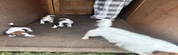 Jack Russell dogs for sale: 3 female Jack Russell puppies ready to go - Advert 16