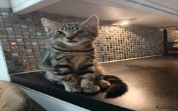 Scottish Fold cats for sale: 2 Playful Scottish Fold Cross Kittens – Ready Now - Image 14