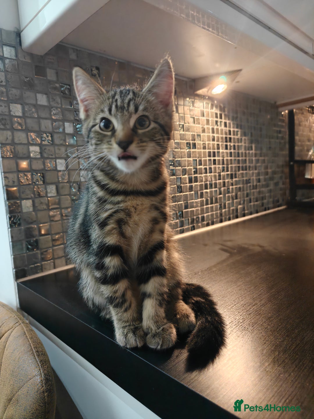 Scottish Fold cats for sale: 2 Playful Scottish Fold Cross Kittens – Ready Now - Image 14