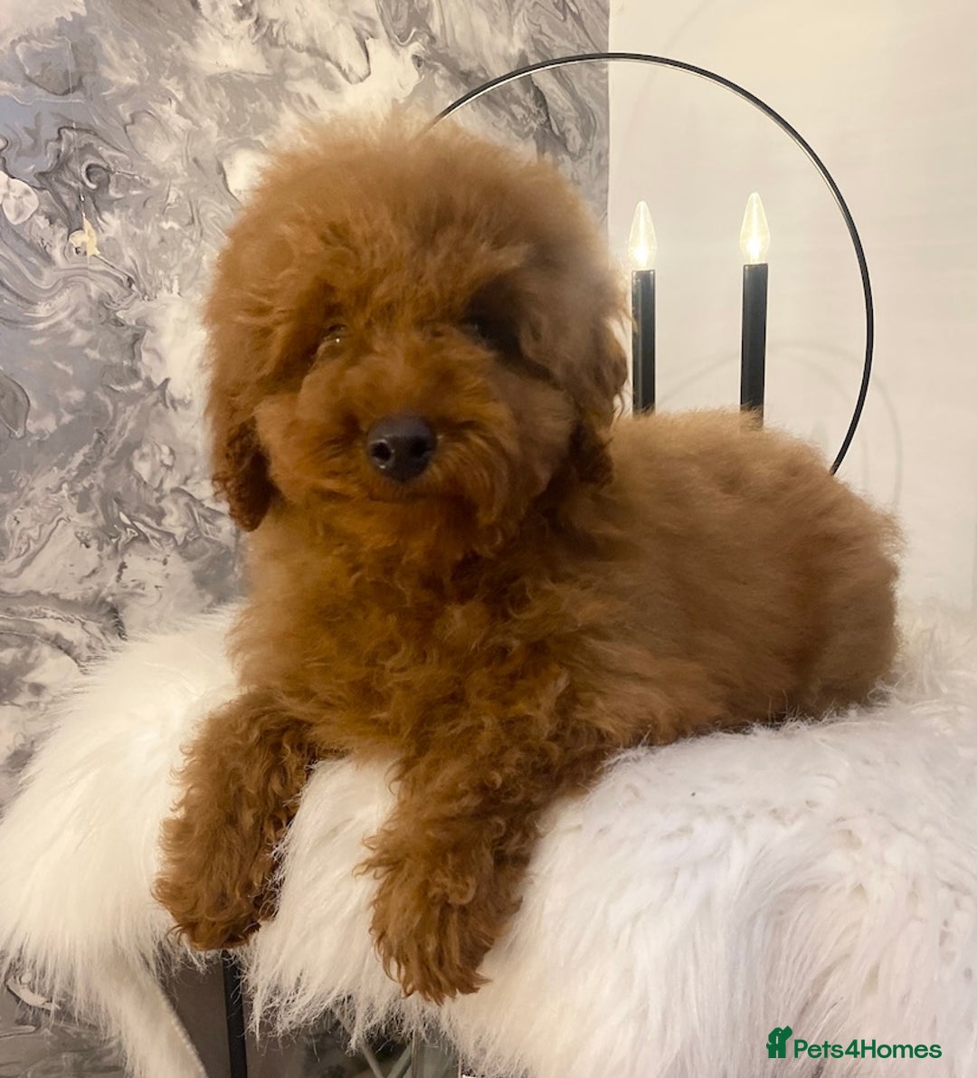 Miniature Poodle dogs for sale: Gorgeous Red Minature Poodle Puppies  - Advert 13