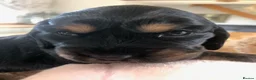 Cocker Spaniel dogs for sale: KC REG SHOW COCKER SPANIEL PUPPIES 🩷💙 - Advert 5