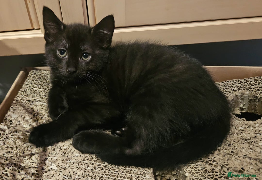 Maine Coon cats for sale: Maine coon cross kitten  - Advert 5