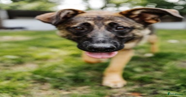 Mixed Breed dogs - Advert 10