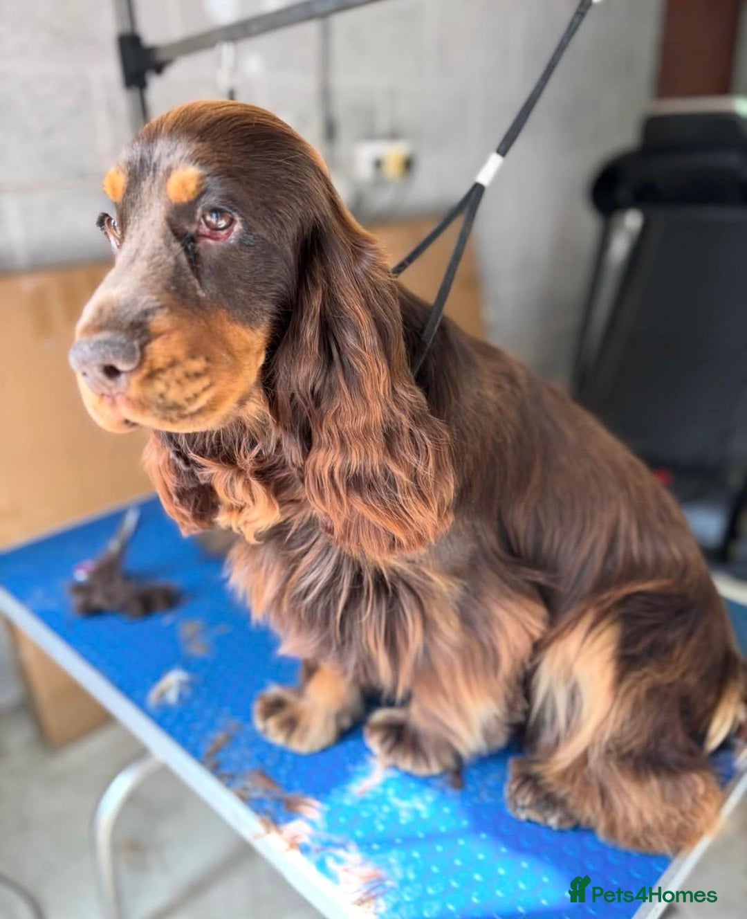 Cocker Spaniel dogs for sale: KC Reg Show Type Cocker Spaniel Puppies - Advert 15