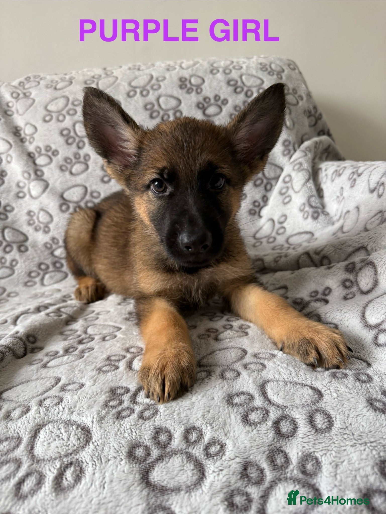 German Shepherd dogs 2 Girls, 1 boy, health tested german shepherds  - Advert 1