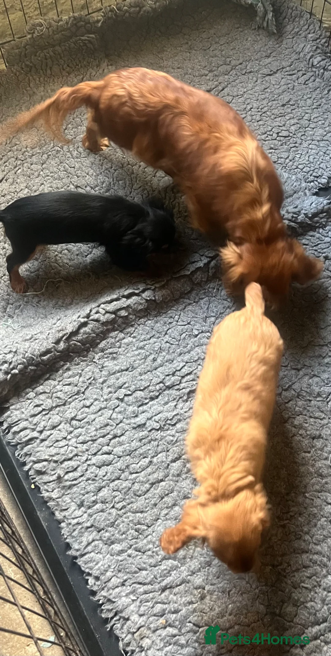 Cavalier King Charles Spaniel dogs for sale: Beautiful Cavaleir King Charles puppies  - Advert 2