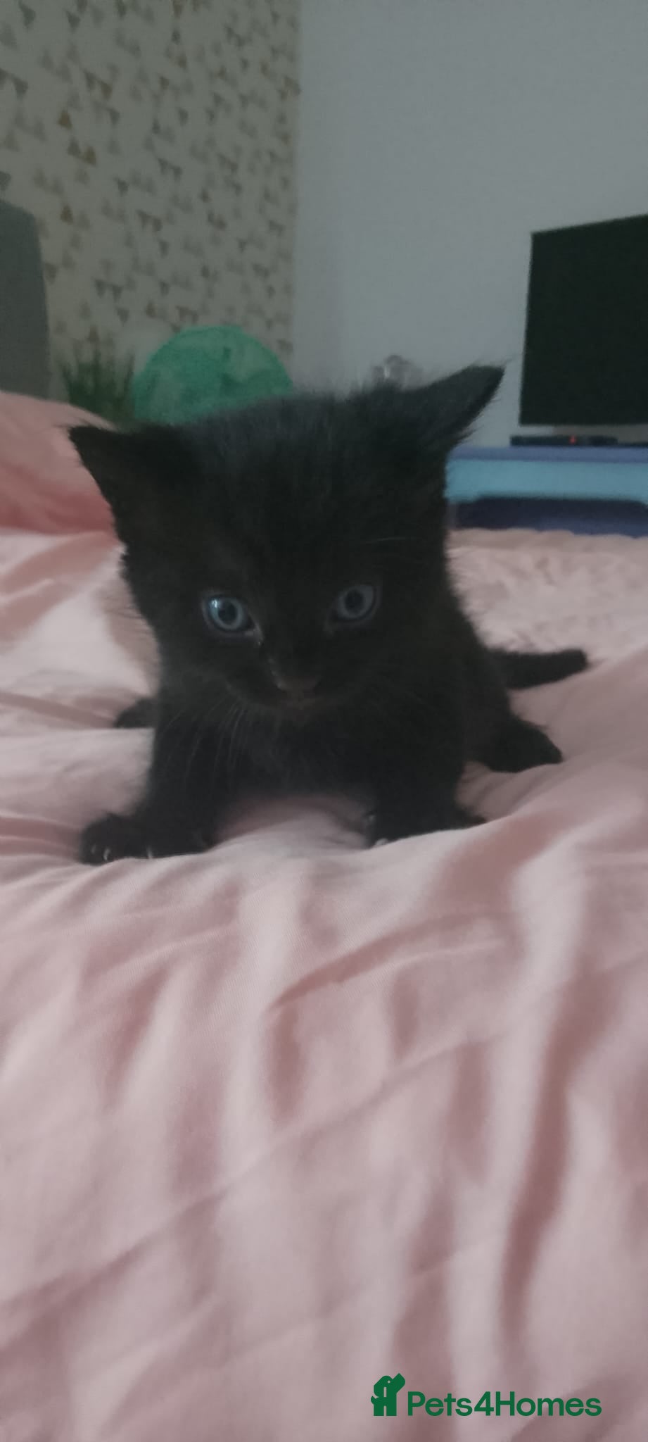 Mixed Breed cats Kittens New litter - Advert 10