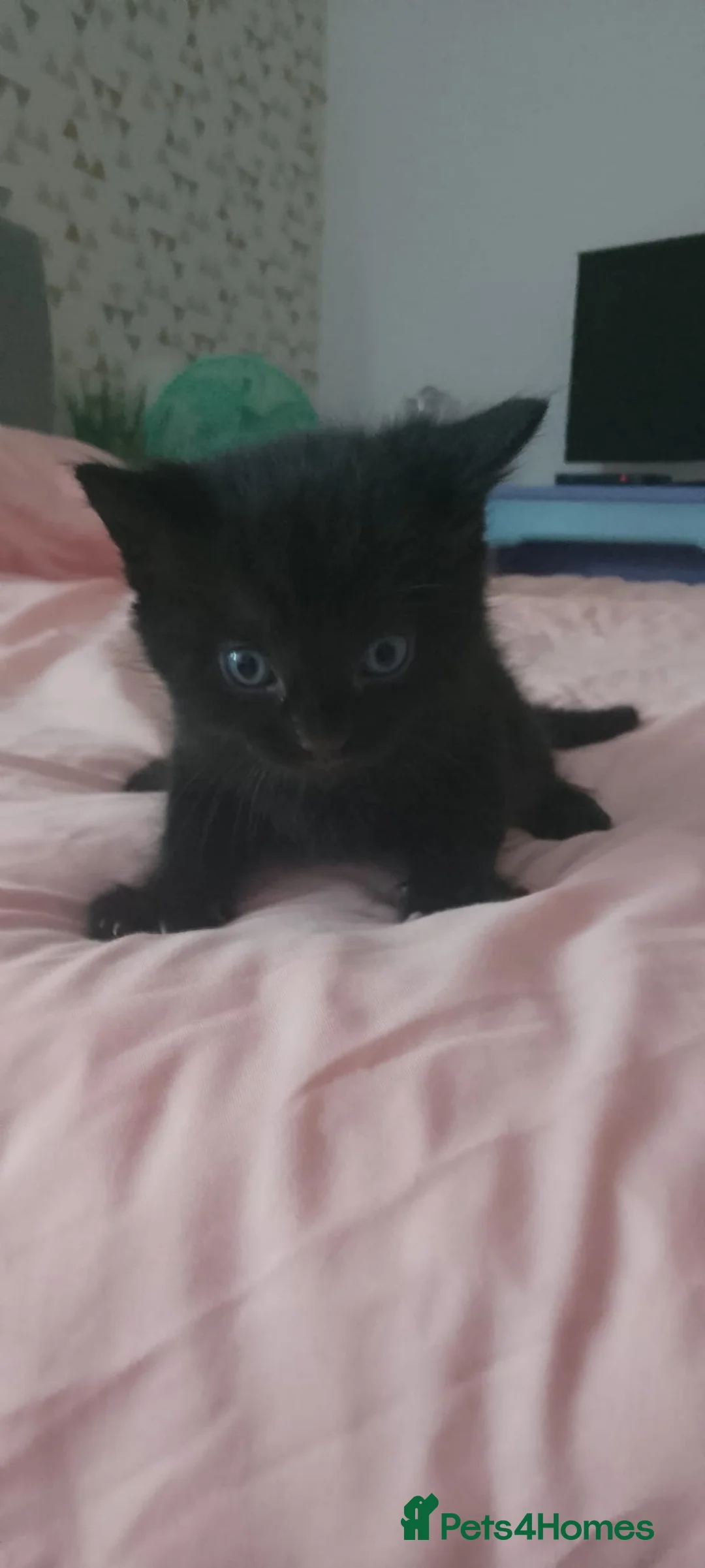 Mixed Breed cats for sale: Kittens New litter - Advert 1