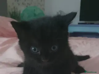 Mixed Breed cats Kittens New litter - Advert 10