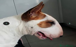 English Bull Terrier dogs for sale: Beautiful girl - Image 27