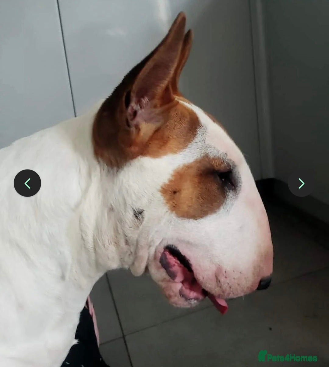 English Bull Terrier dogs for sale: Beautiful girl - Image 27
