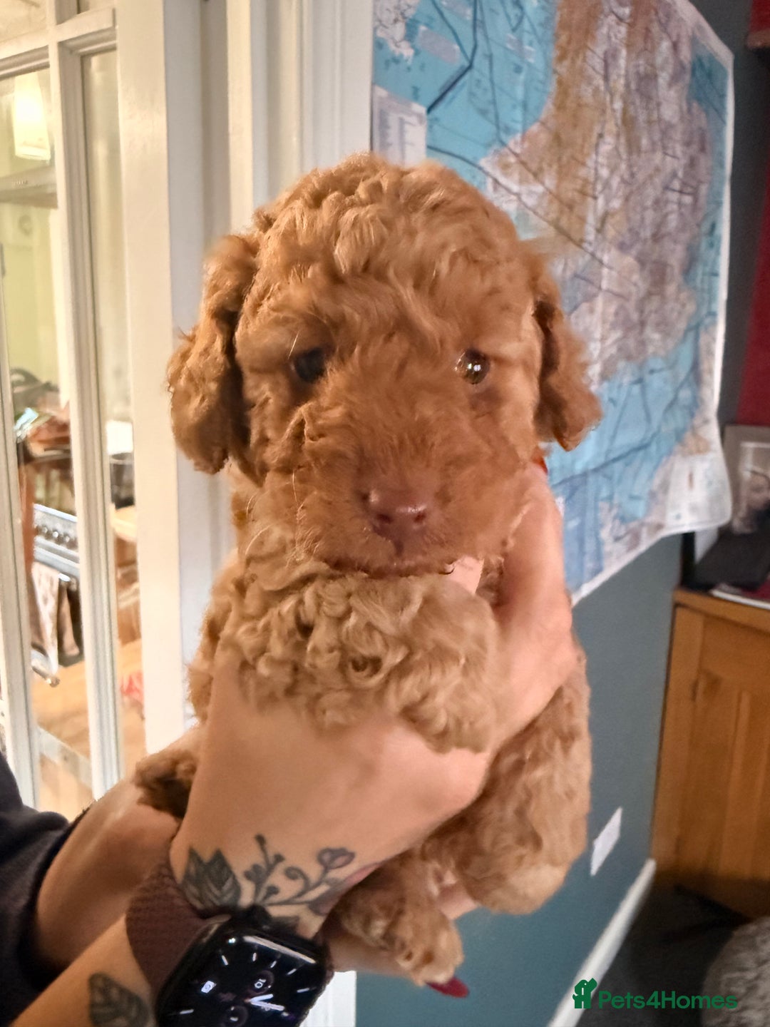Labradoodle dogs for sale: Miniature labradoodle  - Image 13