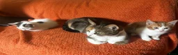 Domestic Shorthair cats for sale: Exceptionally friendly cute kittens for sale in Glasgow - Advert 12