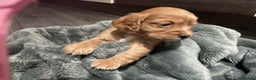 Cocker Spaniel dogs for sale: Kc cocker spaniel puppies - Advert 7