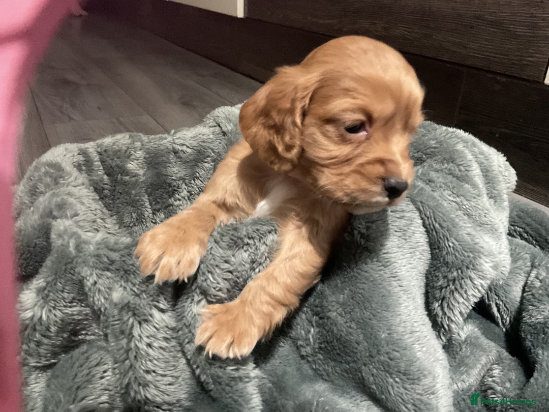 Cocker Spaniel dogs for sale: Kc cocker spaniel puppies - Advert 7